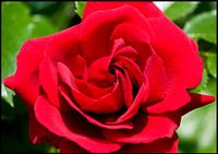 Bloemen - Roos