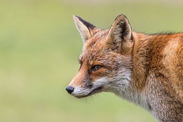 Portret van een vos van Bas Ronteltap