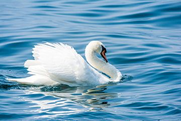 White swan in the water by ManfredFotos