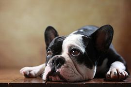 French Bulldog by Jana Behr