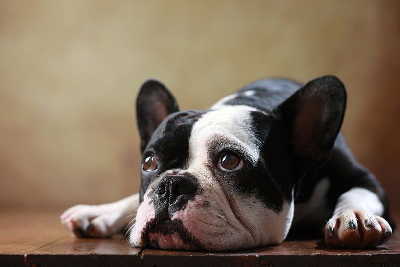 Französische Bulldogge van Jana Behr