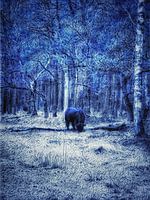 Wilder Ochse im niederländischen Wald Illustration