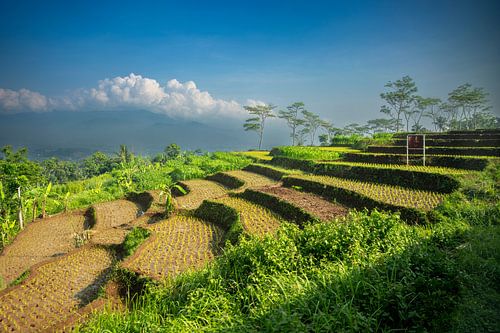 Plateau met rijstvelden op Java