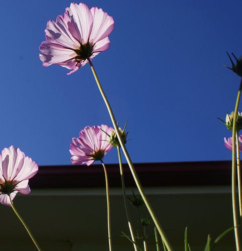 Paarse bloem Christchurch Nieuw Zeeland