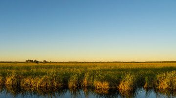 USA, Florida, Eindeloos wijds zaaggraslandschap van de Everglades van adventure-photos