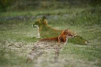 Multiple exposure The Fox