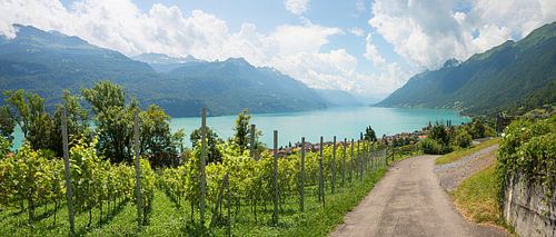 Wandelpad op de wijngaard, uitzicht op het meer van Brienz Zwitserland