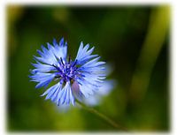 Bleuet