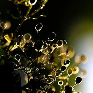 Bourgeons de clématite, avec contre-jour, lumière périphérique et bokeh.