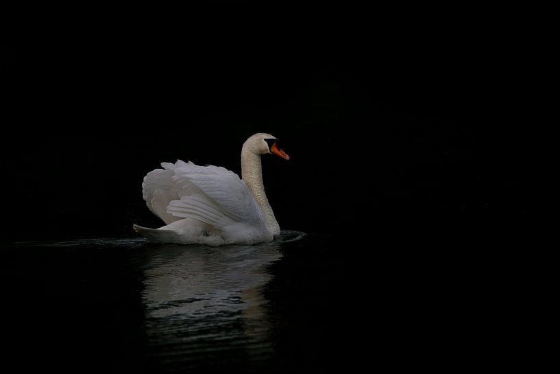 Le cygne sauvage blanc en basse lumière par Albert Beukhof