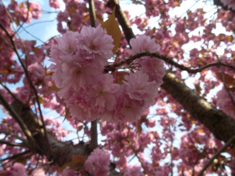 Pink Blossom tree Cherry tree flowers by BEAM van de Kamp