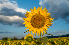 Ein farbenfrohes Sonnenblumenfeld unter bewölktem Himmel von Milcho Milev