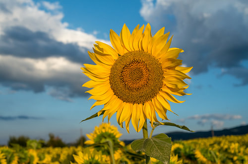 Een kleurrijk zonnebloemenveld onder een bewolkte hemel