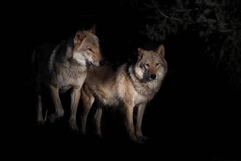 ein Paar Wölfe, männlich und weiblich, in der Dunkelheit des Fuchses, schwarzes Gebüsch im Hintergru von Michael Semenov