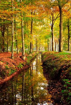 Bos in de herfst van Corinne Welp