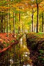 Bos in de herfst van Corinne Welp thumbnail