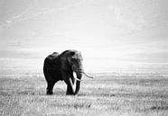olifant in de Ngorogoro krater van Jorien Melsen Loos thumbnail