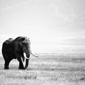 éléphant dans le cratère du Ngorogoro sur Jorien Melsen Loos