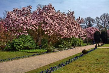 Panoramafoto van de magnolia bloesem