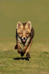 Jungfuchs