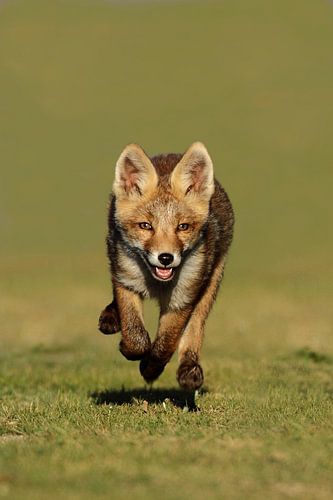 Young fox by Menno Schaefer