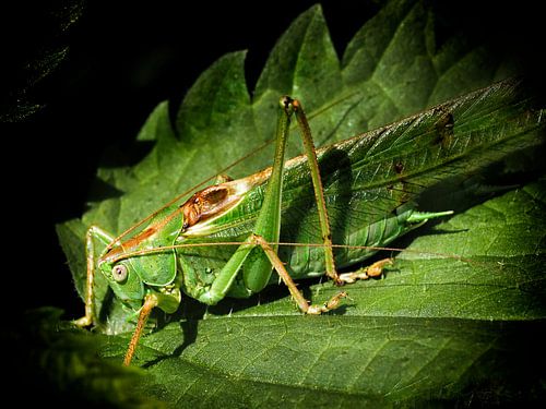 Sable grasshopper
