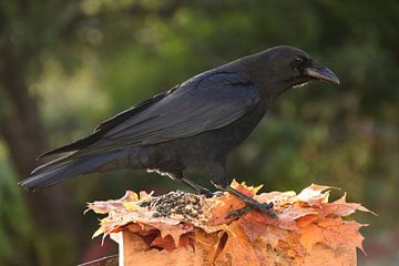 A crow at the garden feeder by Claude Laprise