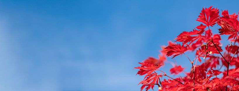 Feuilles rouges sur fond de ciel bleu profond par Alexander Baumann