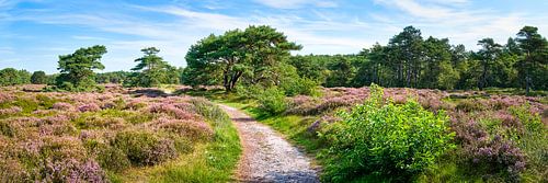 Dünenlandschaft im Panorama Bergen Schoorl