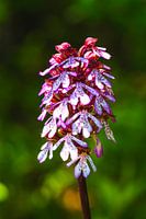 Macromagie - Orchideeënbloesem in het avondlicht