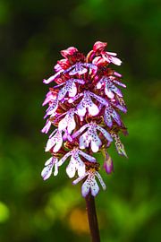 Macromagie - Orchideeënbloesem in het avondlicht van Fototante