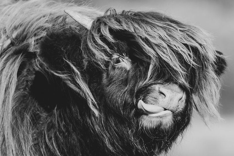 Highlander écossais avec langue en saillie (noir et blanc) par Latifa - Natuurfotografie