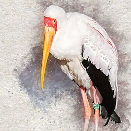 Afrikaner haben nie gesessen (Kunst) von Art by Jeronimo