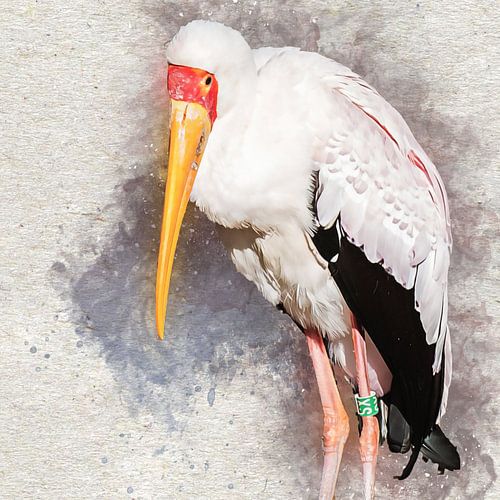 African never sat (art)