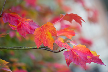 Herfstbladeren in roze-rood