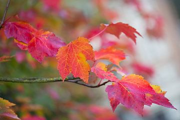 Herfstbladeren in roze-rood van Monique Hassink