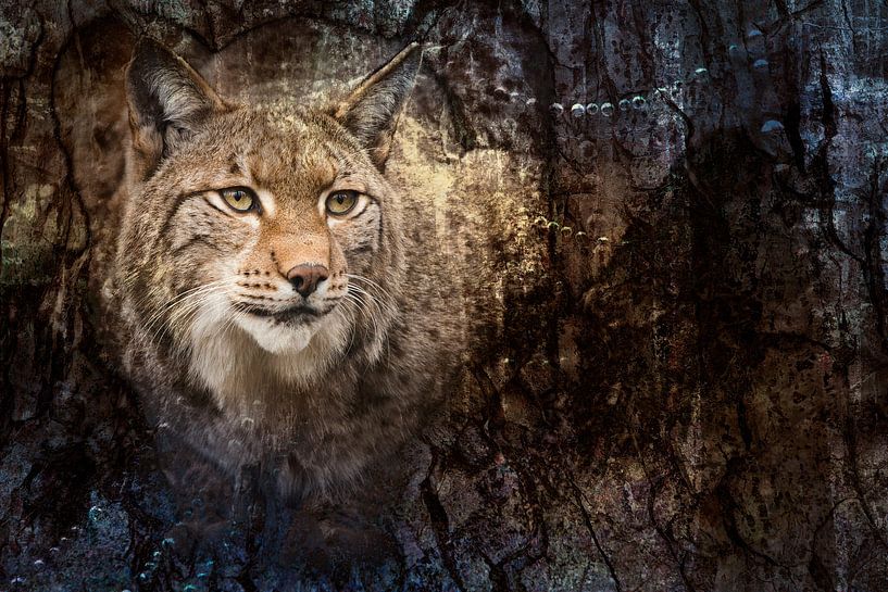 Lynx by Elles Rijsdijk