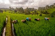 Arbeiders in rijstveld Bali met zonsopkomst van Ellis Peeters thumbnail