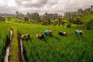 Arbeiders in rijstveld Bali met zonsopkomst
