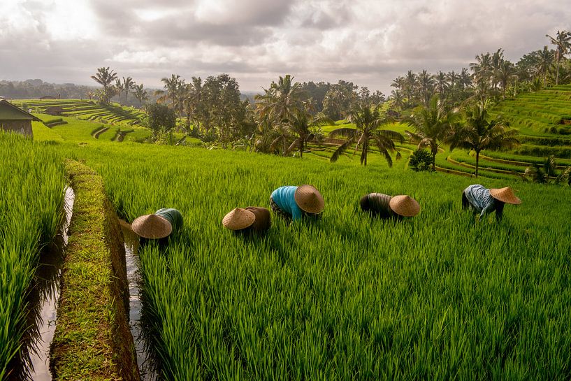 Arbeiders in rijstveld Bali met zonsopkomst van Ellis Peeters