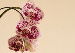 Panter op de orchidee van Jolanda de Jong-Jansen
