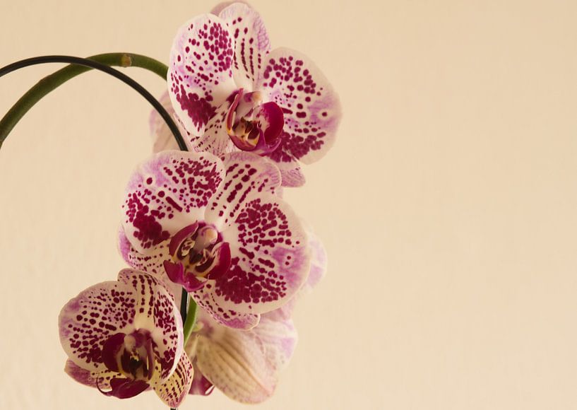 La panthère sur l'orchidée par Jolanda de Jong-Jansen