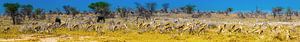 Panorama von Springbock -Antilope in Etosha Nationalpark weiden, Namibia