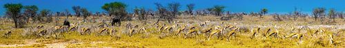 Panorama van grazende springbok antilopes in Etosha Nationaal Park, Namibië