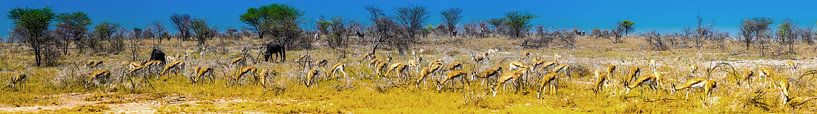 Panorama van grazende springbok antilopes in Etosha Nationaal Park, Namibië van Rietje Bulthuis