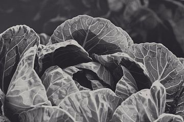 Cabbage by Rudi Everaert