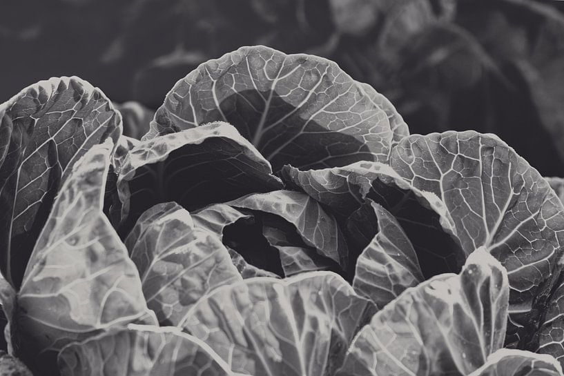 Cabbage by Rudi Everaert