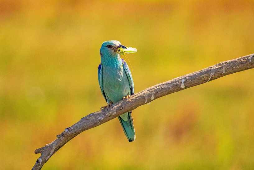 The Roller, Coracias garrulus by Gert Hilbink