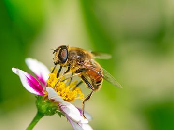 Makro einer Biene von ManfredFotos