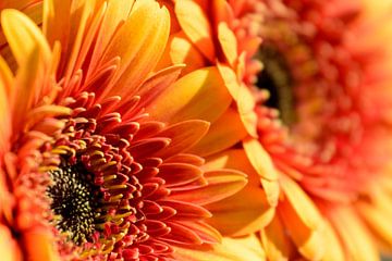 Gerbera's von Ronald van Emmerik